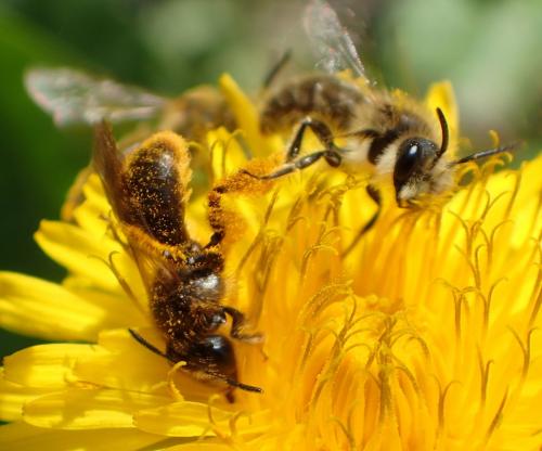 Andrena humilis